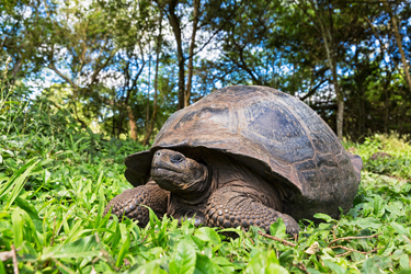 A tortoise sitting in the grass in the Galapagos.