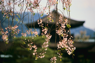 Blossomed branches hang in the foreground with a traditional Japanese building far in the background.
