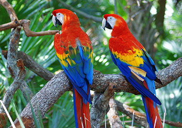 Parrots in the jungle.