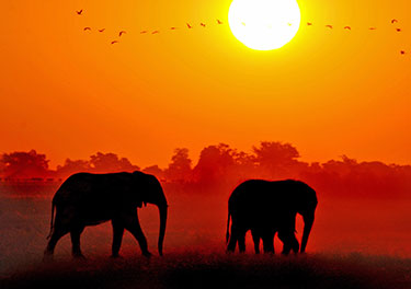 Silhouettes of elephants at sunset on the plains.