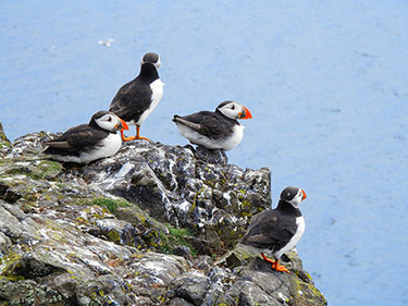 puffins on a rock in Iceland