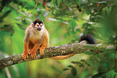 monkey on a tree branch in the jungle