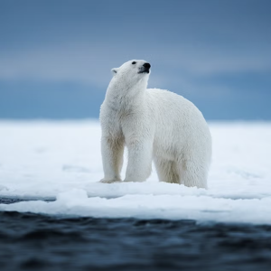 An adult polar bear standing on the Arctic tundra.