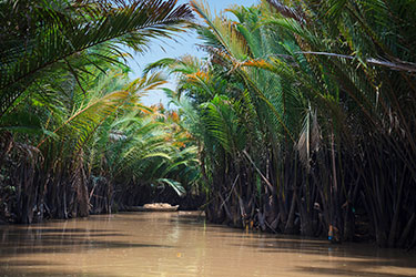 stream flanked by palm foliage